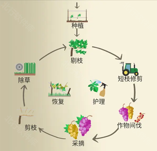 酿造物语中文版